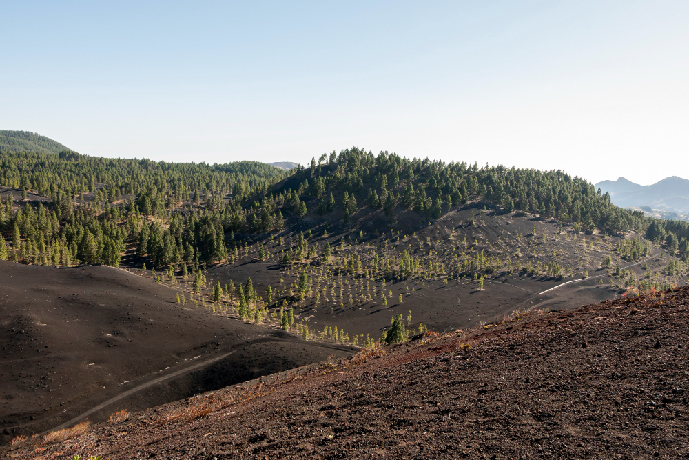 Land Clearing Sloped Land: The Good, The Bad