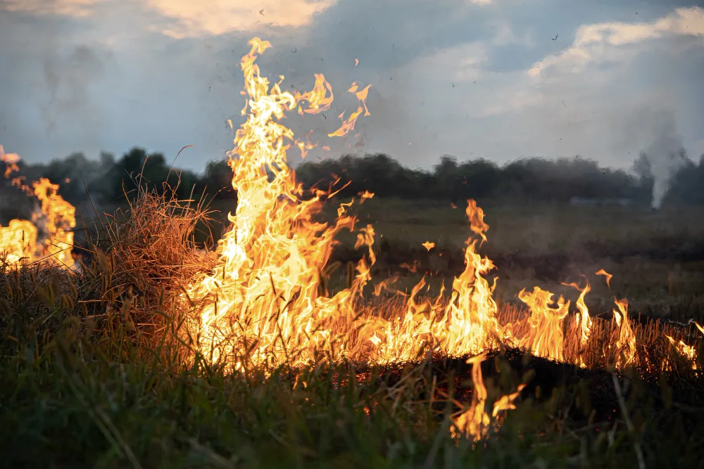 Tips to Protect Your Land from Wildfire